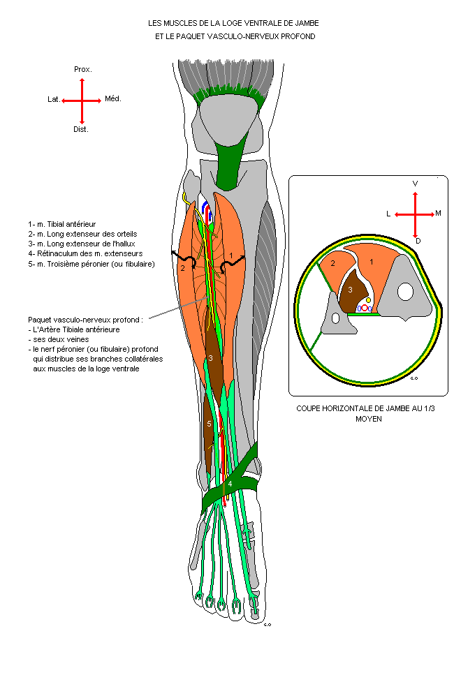 Muscles de la loge ventrale de la jambe et paquet vasculo-nerveux profond