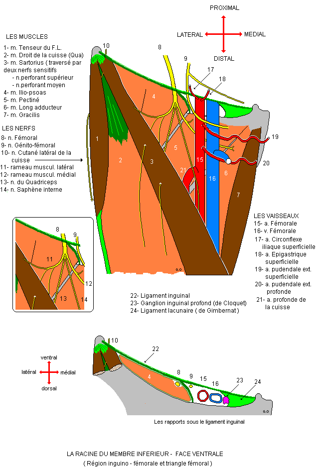 Racine du membre infrieur : face ventrale - Triangle de Scarpa