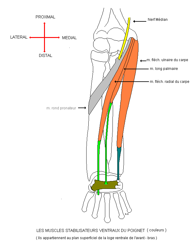 Les muscles stabilisateurs ventraux du poignet 