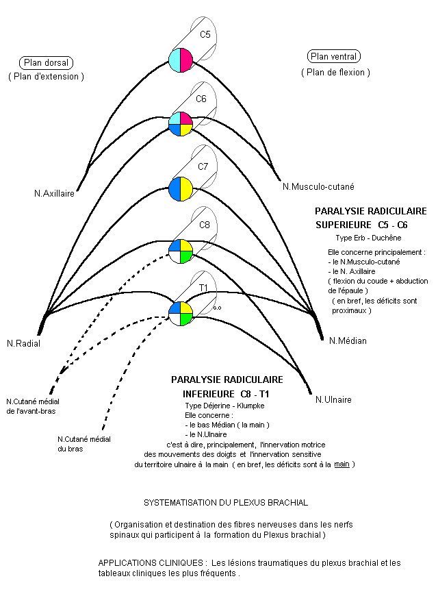 Systmatisation du plexus brachial