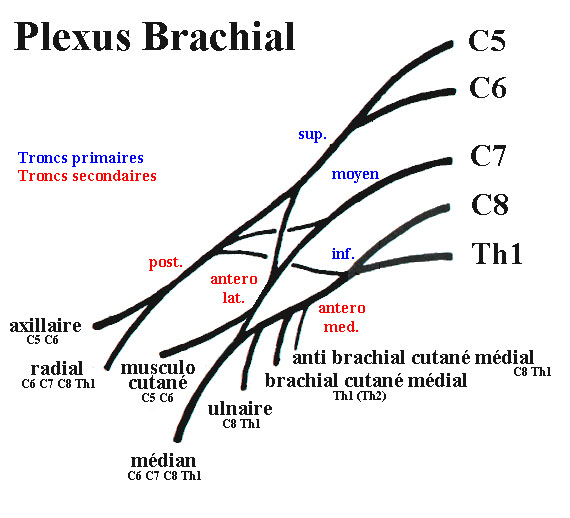 Le plexus brachial