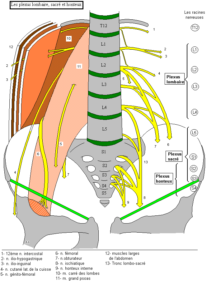 Plexus lombaire, sacr et honteux